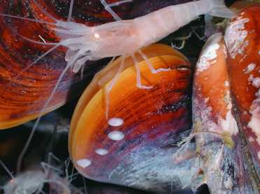 冷泉生物群和熱液生物群是一樣的嗎