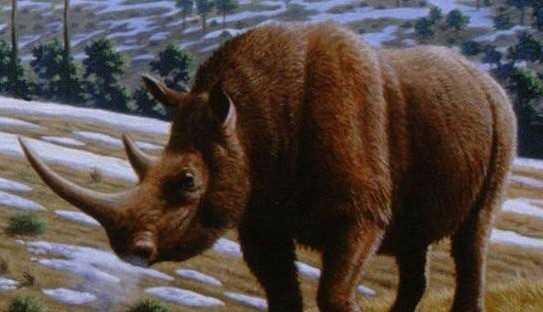 為什麼說最早的披毛犀生活在高原而不是北極