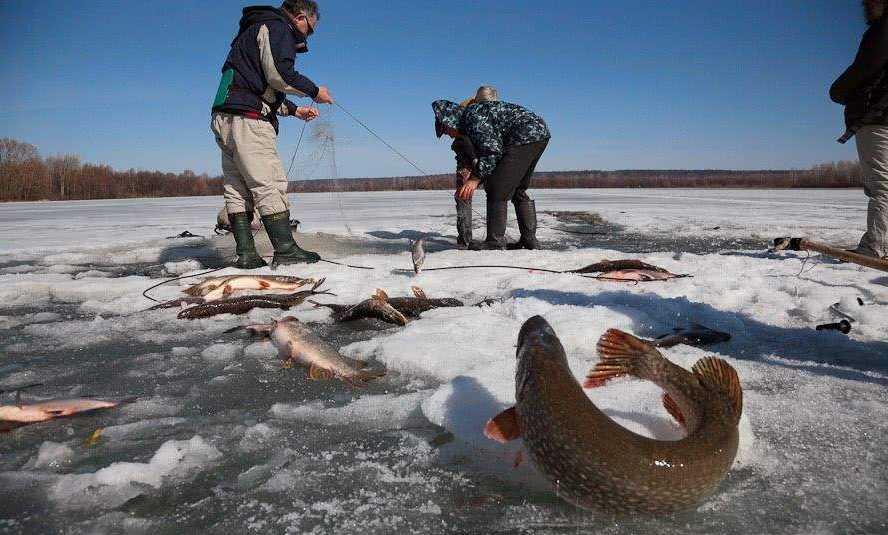 冬天冰層下的魚要聚集在冰孔周圍