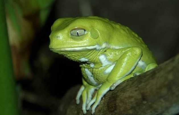 沙漠裡為什麼有兩棲動物