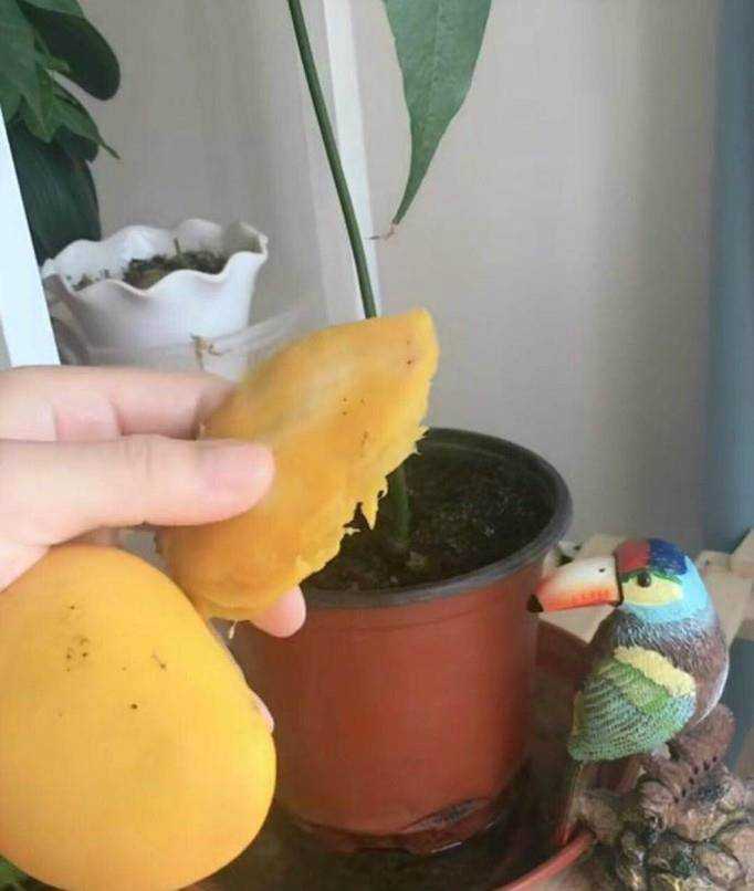 如何在家種植芒果