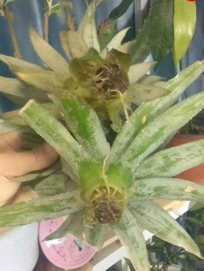 如何在家種植菠蘿