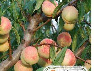 最好的桃樹品種是什麼