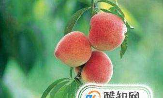 最好的桃樹品種是什麼