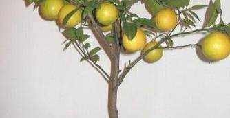 教你如何在家種植檸檬呢