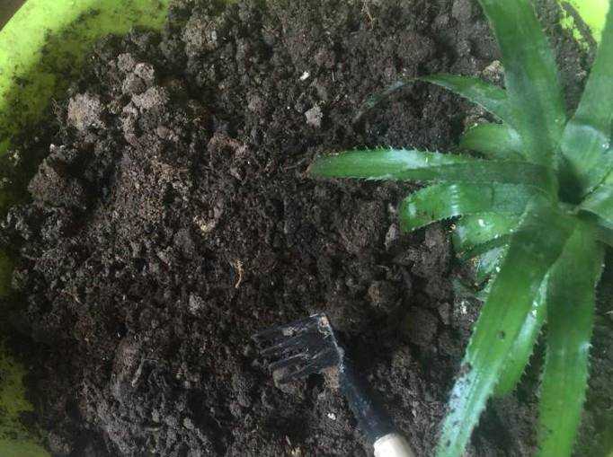 盆栽鬆土的方法