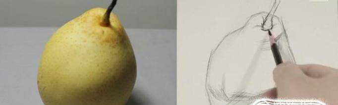 素描一種水果梨