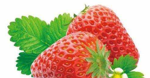草莓適合什麼季節種植