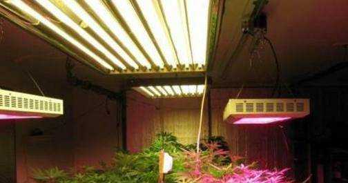 給植物使用專業補光燈有哪些好處