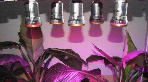 給植物使用專業補光燈有哪些好處