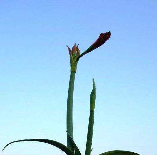 朱頂紅開花後怎麼處理