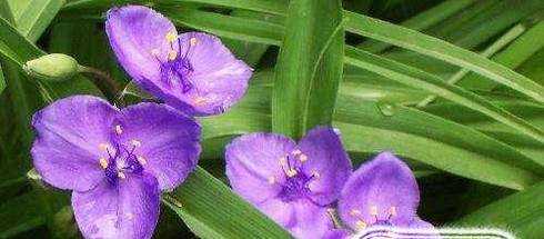 怎樣種植紫色三葉草