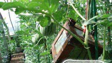 方形西瓜怎麼種