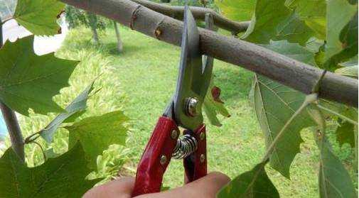 怎麼選購園藝剪刀中的修枝剪