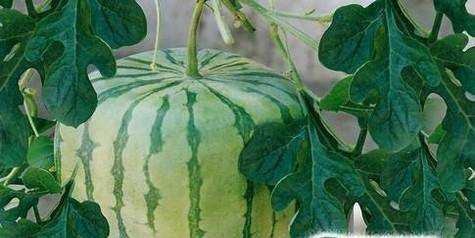 方形西瓜怎麼種