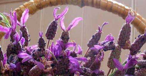怎樣種植紫色三葉草