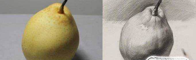 素描一種水果梨