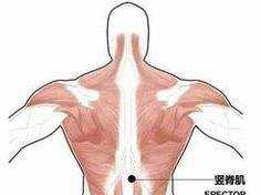 背部肌肉群介紹及重要性