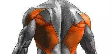 背部肌肉群介紹及重要性