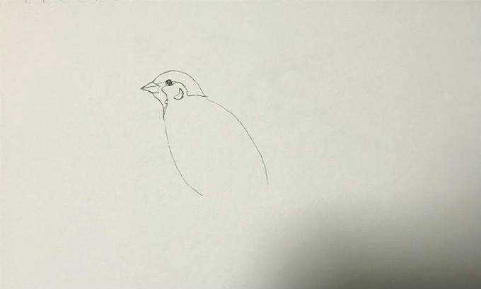如何繪製一隻麻雀