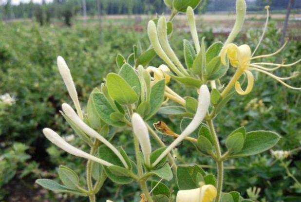 怎麼製作金銀花茶