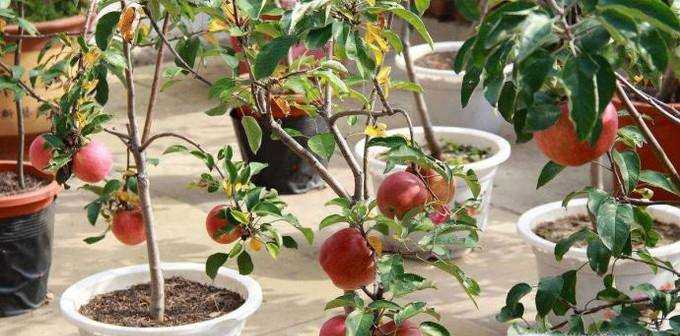 如何種植蘋果小盆栽
