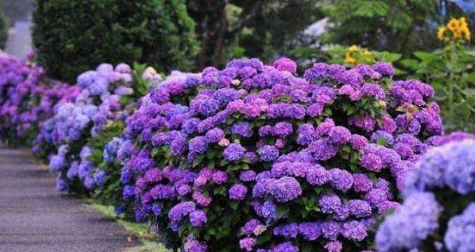 繡球花如何養植