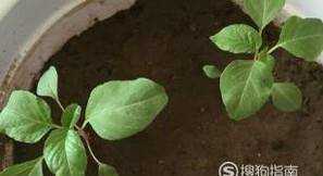 三色堇的種植方法