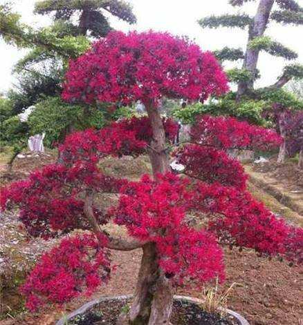 紅花繼木盆景怎麼養