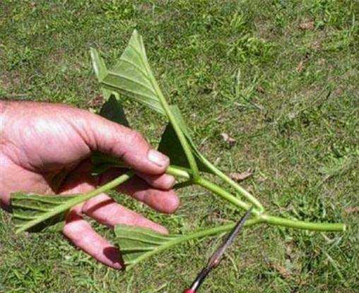 怎樣給繡球花做扦插最好需要注意什麼