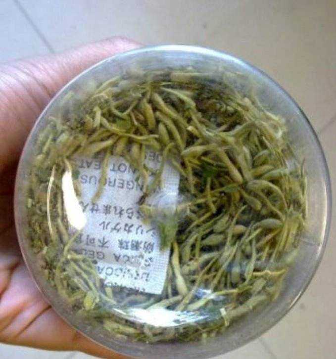 怎麼製作金銀花茶