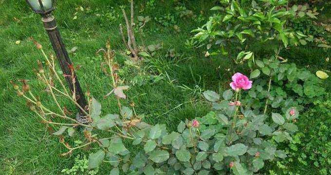 爬藤薔薇怎麼種