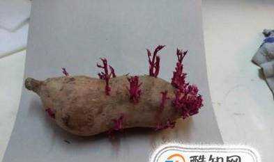 紅薯的家庭育苗方法