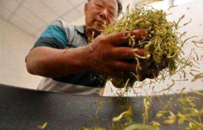 怎麼製作金銀花茶