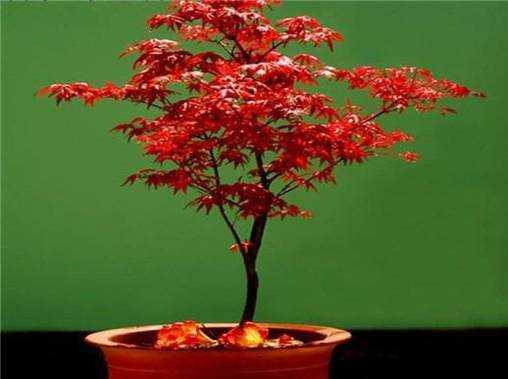 日本紅楓苗日本紅楓樹的種植方法