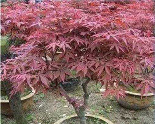 日本紅楓苗日本紅楓樹的種植方法