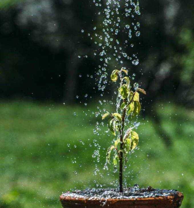 水梅花的養殖方法