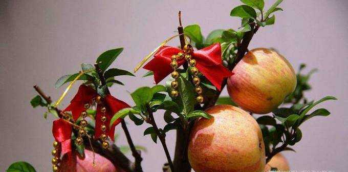如何種植蘋果小盆栽