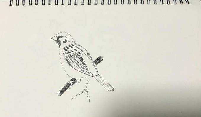 如何繪製一隻麻雀