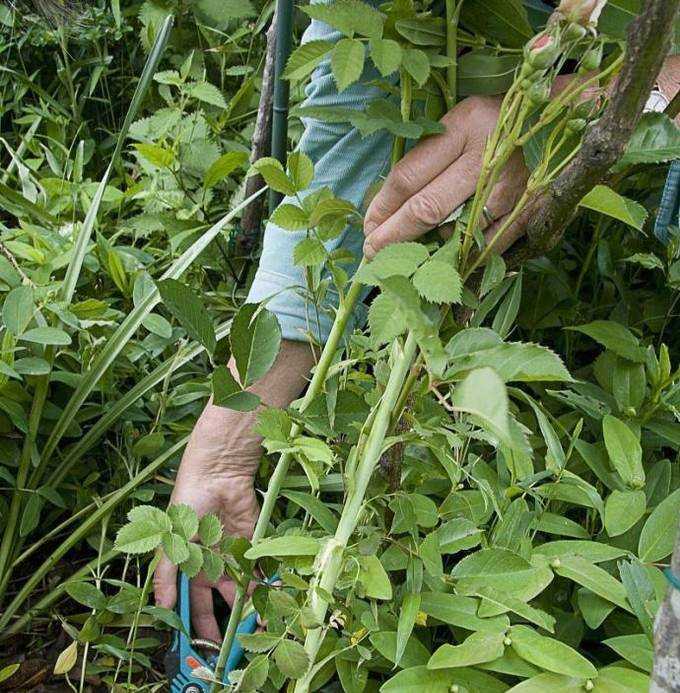 怎樣才能讓月季多開花以及養殖方法