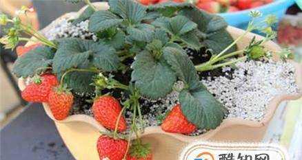 怎麼種植盆摘草莓