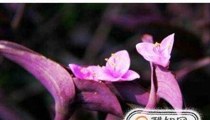紫吊蘭養殖方法