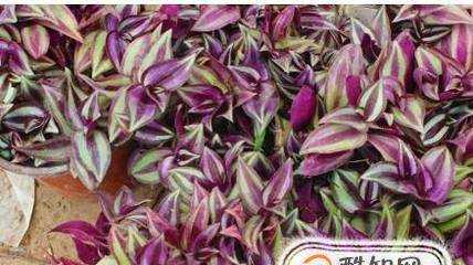紫吊蘭養殖方法