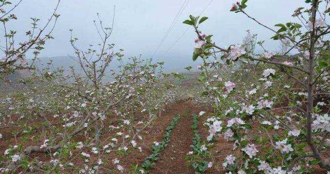 蘋果花期怎樣管理