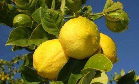 檸檬樹的養殖方法和注意事項