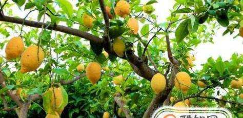 檸檬樹的養殖方法和注意事項