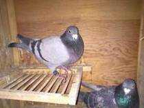 鴿子巢箱製作方法