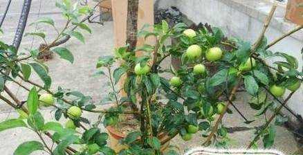 青蘋果植物怎麼養