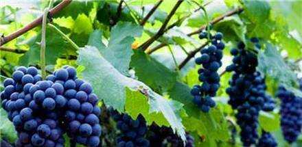 不同顏色的葡萄都有哪些養生功效