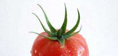 吃西紅柿減肥的方法